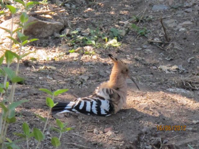 Juin2012 091.jpg